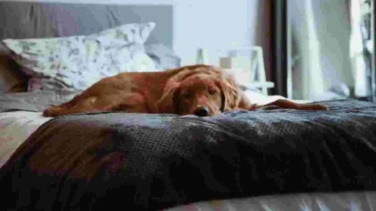Dogs-Health Risks: పెంపుడు కుక్కలను మీ బెడ్‌పై పడుకోనిస్తే డేంజర్‌ను ఆహ్వానించినట్టే.. 