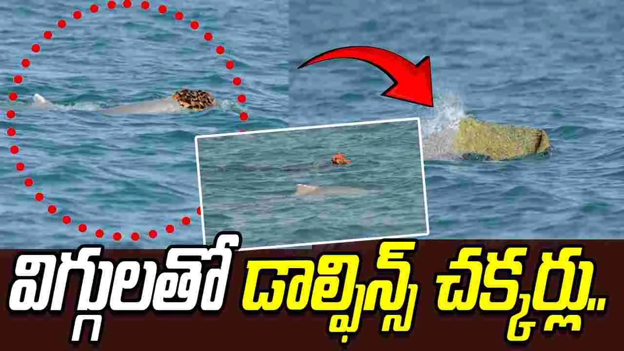 Male Humpback Dolphins: విగ్గులు పెట్టుకుంటున్న డాల్ఫిన్స్.. కారణం ఏంటో తెలిస్తే షాక్ అవుతారు..