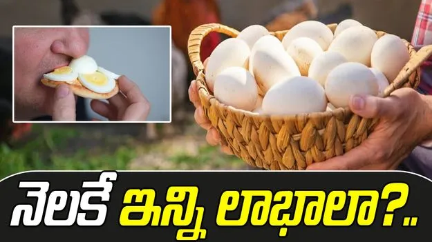 Eat Eggs Every Day: నెల రోజుల పాటు గుడ్డు తిన్నారంటే జరిగేదిదే.. 