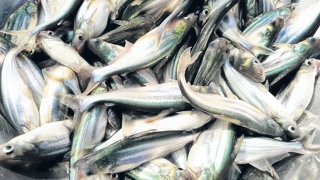 ప్రతీ ఏడాది.. ఆలస్యమే