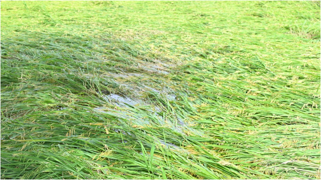  Nizamabad: వర్షాల ఎఫెక్ట్.. మొలకెత్తిన వరి ధాన్యం