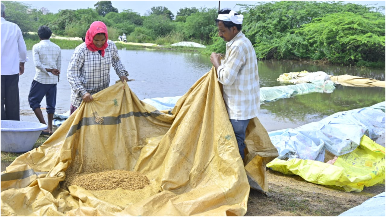  Nizamabad: వర్షాల ఎఫెక్ట్.. మొలకెత్తిన వరి ధాన్యం