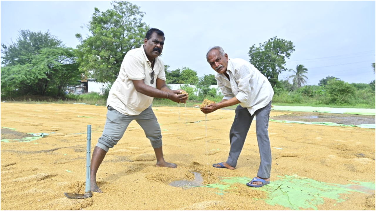  Nizamabad: వర్షాల ఎఫెక్ట్.. మొలకెత్తిన వరి ధాన్యం