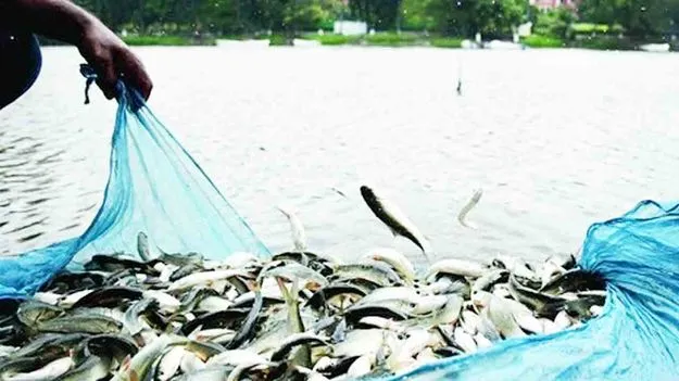Fish Seed Production: చేపా చేపా ఎందుకు పెరగట్లే.. మత్స్యకారుల ఆవేదన