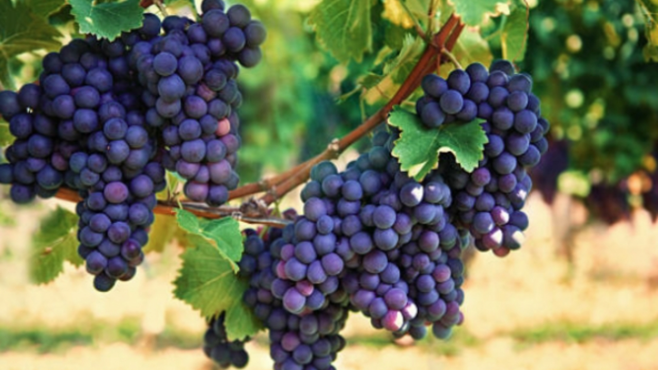 Women Fitness Tips: 30 ఏళ్ల తర్వాత మహిళలు ఈ పండ్లను తినాలి.!