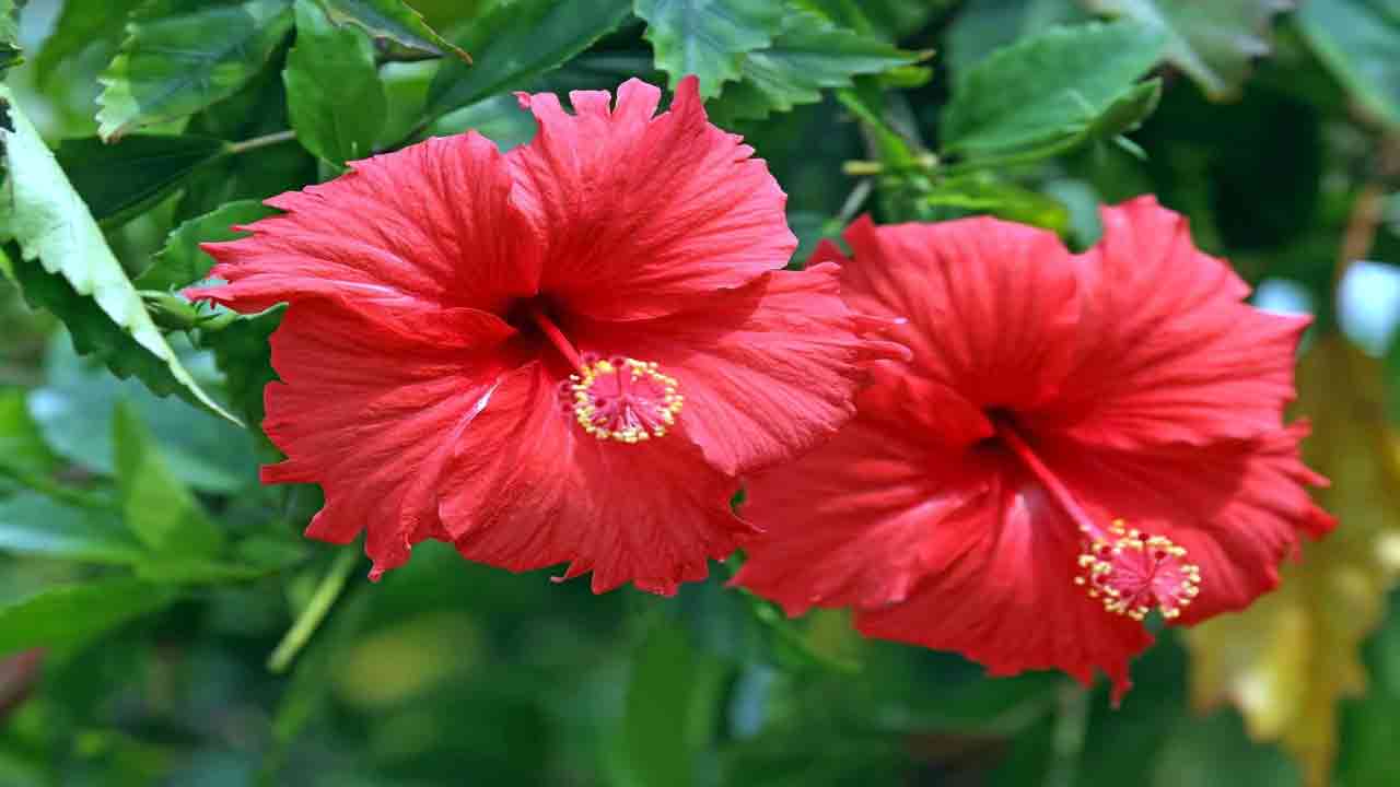 Health Tips: ఈ అందమైన పూల వెనుక దాగి ఉన్న ఆరోగ్య రహస్యాలు ఏంటో తెలుసా.. 