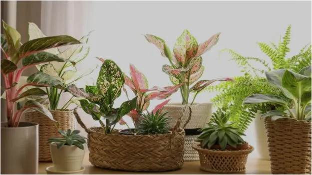 Plants for Positivity: ఇంట్లో సానుకూలతను పెంచడానికి ఈ మొక్కలను నాటండి.!