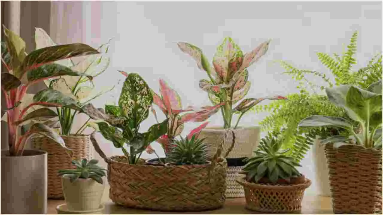 Plants for Positivity: ఇంట్లో సానుకూలతను పెంచడానికి ఈ మొక్కలను నాటండి.!