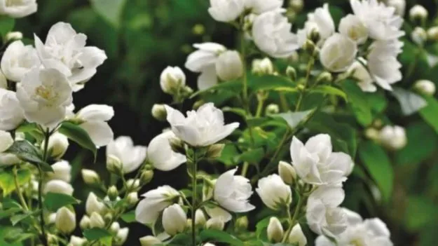 Health Benefits of Jasmine: మల్లెల సువాసనలో ఆరోగ్య రహస్యం
