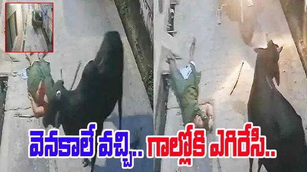 Stray Bull Throws Woman: మహిళపై ఎద్దు దాడి.. గాల్లోకి ఎత్తి పడేసింది..