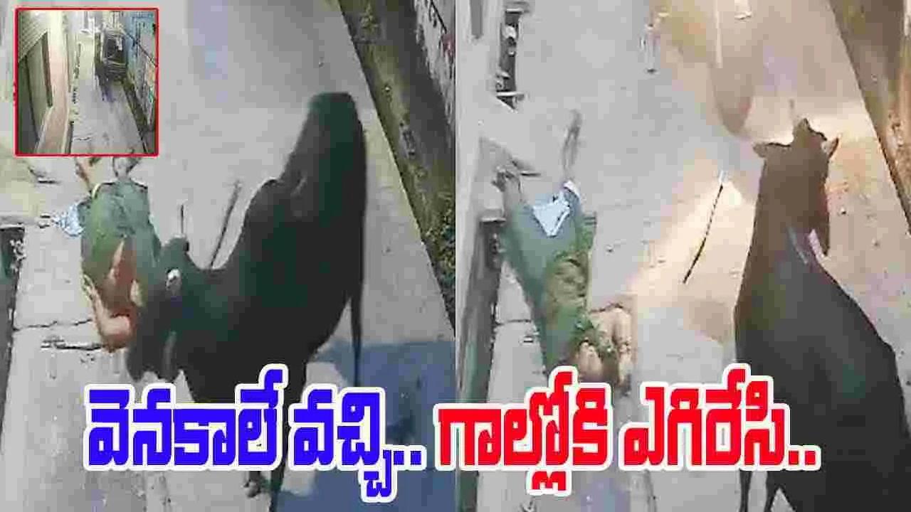 Stray Bull Throws Woman: మహిళపై ఎద్దు దాడి.. గాల్లోకి ఎత్తి పడేసింది..