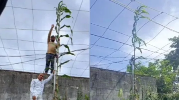 Jowar Plant Record Height:  అందనంత ఎత్తులో జొన్న 