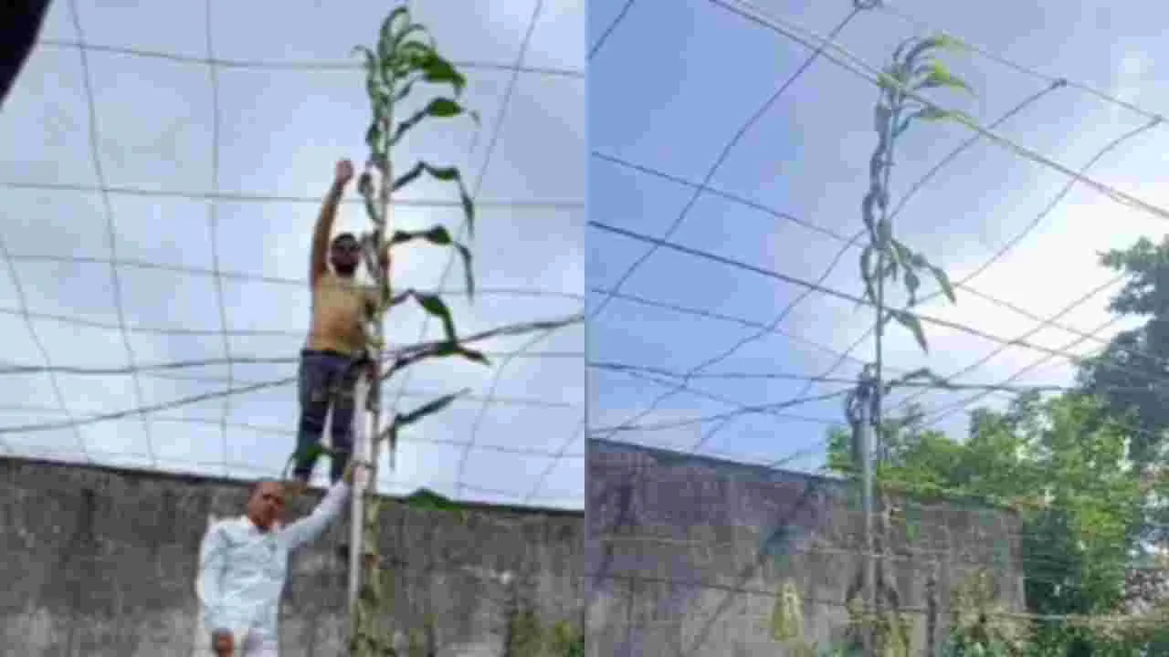 Jowar Plant Record Height:  అందనంత ఎత్తులో జొన్న 