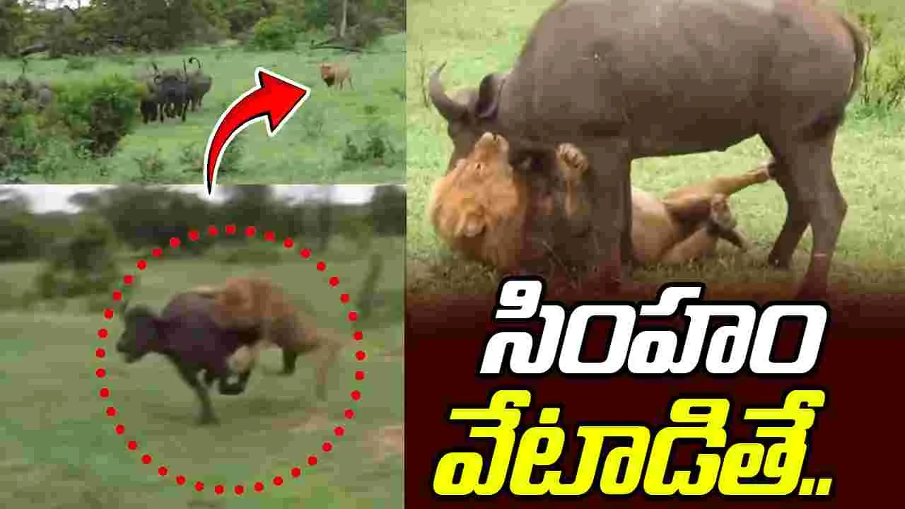 Lion hunting buffalo: సింహం టార్గెట్ చేస్తే ఇలా ఉంటుంది.. థ్రిల్లింగ్ వీడియో వైరల్..