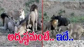 Lions Viral Video: ఈ దున్న వెరీ లక్కీ.. సింహాల నుంచి ఎలా తప్పించుకుందో చూస్తే..