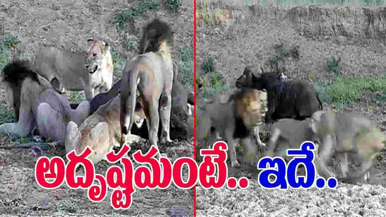 Lions Viral Video: ఈ దున్న వెరీ లక్కీ.. సింహాల నుంచి ఎలా తప్పించుకుందో చూస్తే..