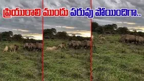 Lions VS Rhinos: ప్రియురాలి ముందు పవర్ చూపించాలనుకుంది.. చివరకు ఏమైందంటే.. 