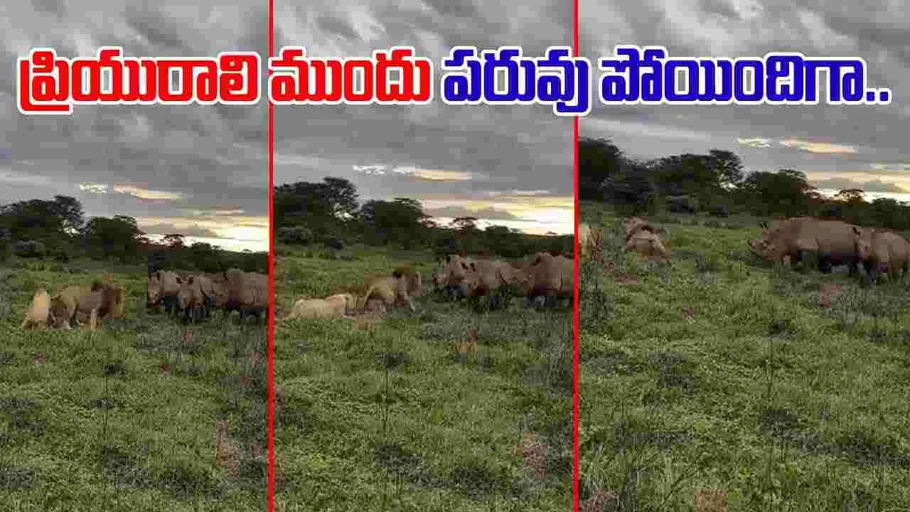 Lions VS Rhinos: ప్రియురాలి ముందు పవర్ చూపించాలనుకుంది.. చివరకు ఏమైందంటే.. 