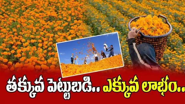 Marigold Farming: తక్కువ పెట్టుబడి.. అధిక దిగుబడి.. బత్తి సాగు లాభాలివే..