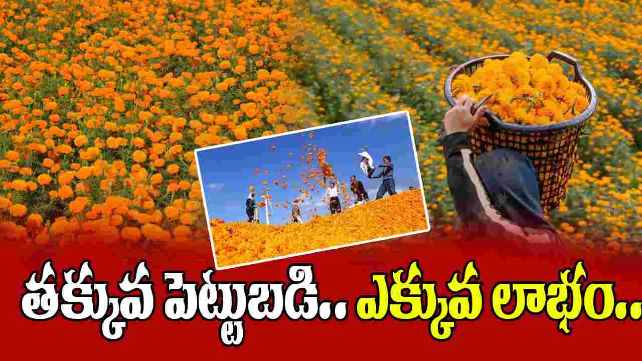 Marigold Farming: తక్కువ పెట్టుబడి.. అధిక దిగుబడి.. బత్తి సాగు లాభాలివే..