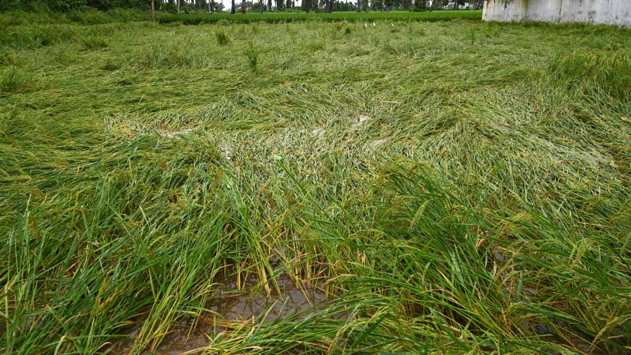 Cyclone Montha: మొంథా తుఫాను ఎఫెక్ట్.. ఖమ్మంలో దెబ్బతిన్న మిర్చి, పత్తి పంటలు