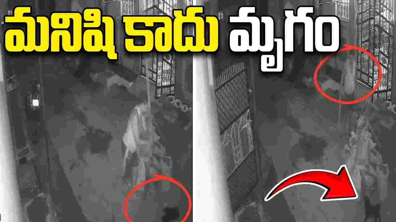 CCTV Footage Goes Viral: మనిషి రూపంలో ఉన్న మృగం.. కుక్కపిల్లల్ని అతి క్రూరంగా..