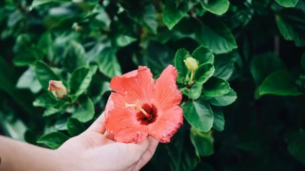 Diabetes Control Leaves: ఈ ఆకులు డయాబెటిస్‌ను కంట్రోల్ చేస్తాయి.!