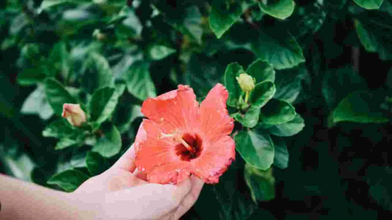 Diabetes Control Leaves: ఈ ఆకులు డయాబెటిస్‌ను కంట్రోల్ చేస్తాయి.!