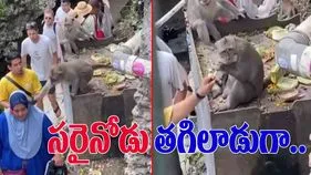Monkey Funny Video: మహిళ కళ్లద్దాలను లాక్కున్న కోతికి షాక్.. ఇతనేం చేశాడో చూస్తే పగలబడి నవ్వుతారు.. 
