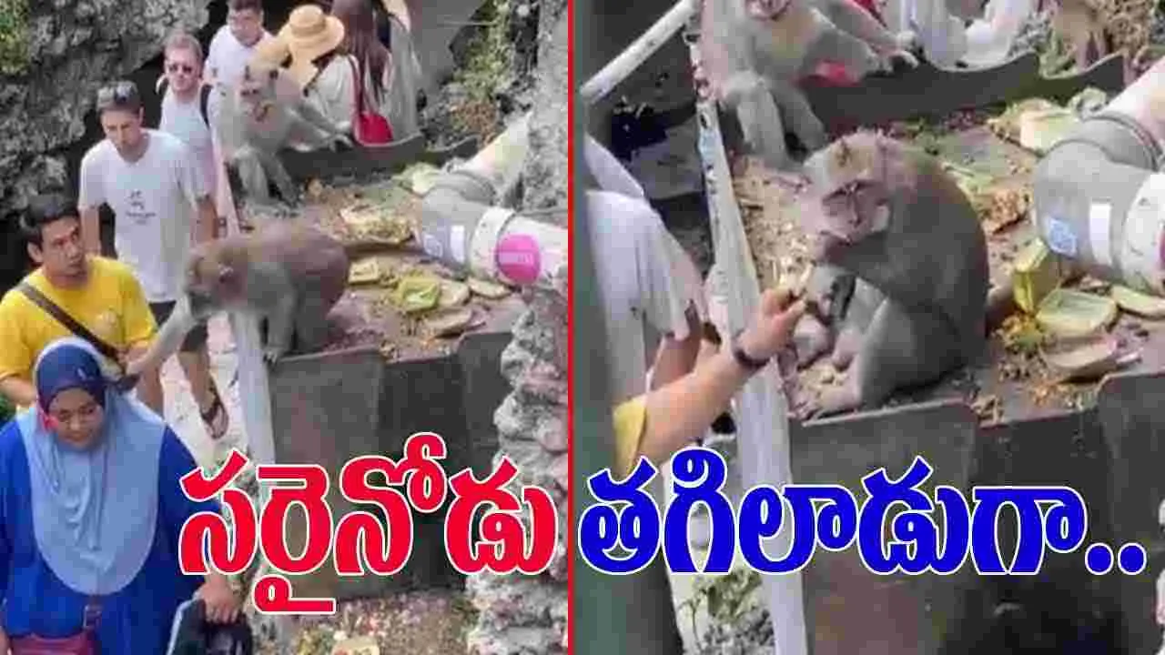 Monkey Funny Video: మహిళ కళ్లద్దాలను లాక్కున్న కోతికి షాక్.. ఇతనేం చేశాడో చూస్తే పగలబడి నవ్వుతారు.. 