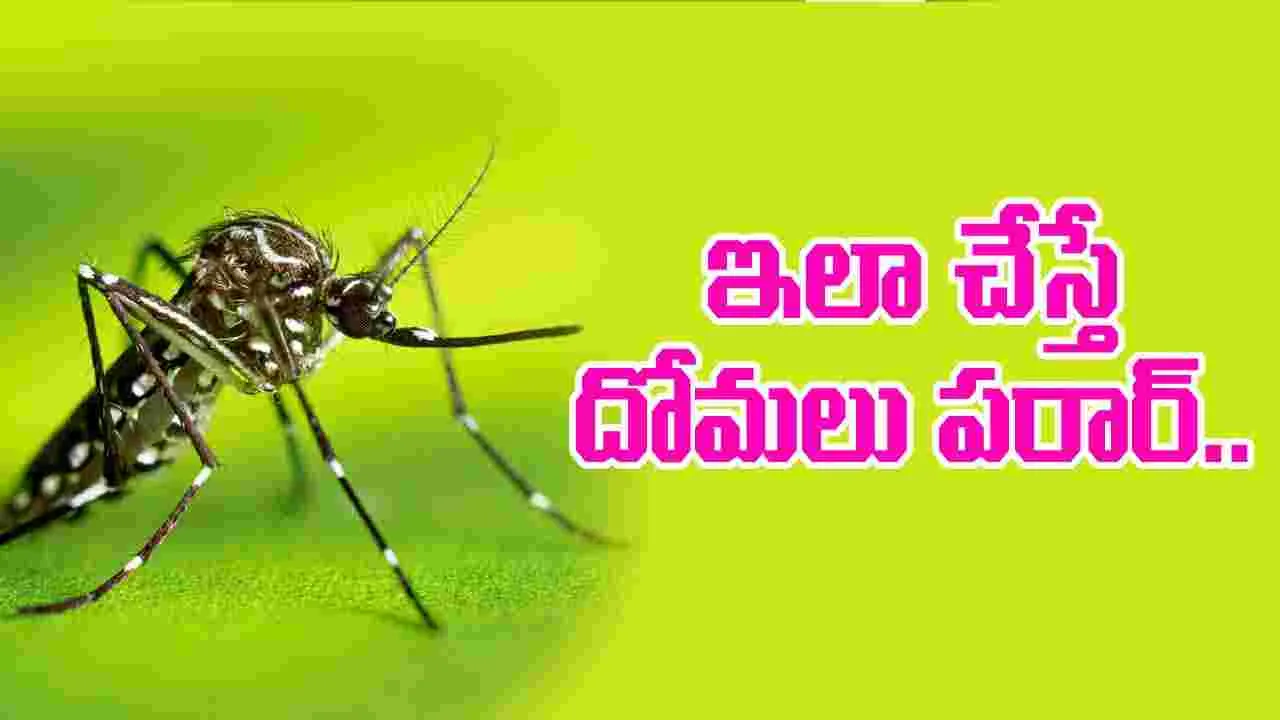 Mosquito Control Tips: ఈ సింపుల్ టిప్స్‌తో దోమలకు చెక్.!