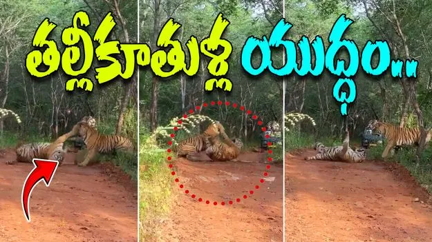 Mother Daughter Tigress Clash: జంతు ప్రపంచంలో భీకరపోరు .. తల్లీకూతుళ్ల యుద్ధం
