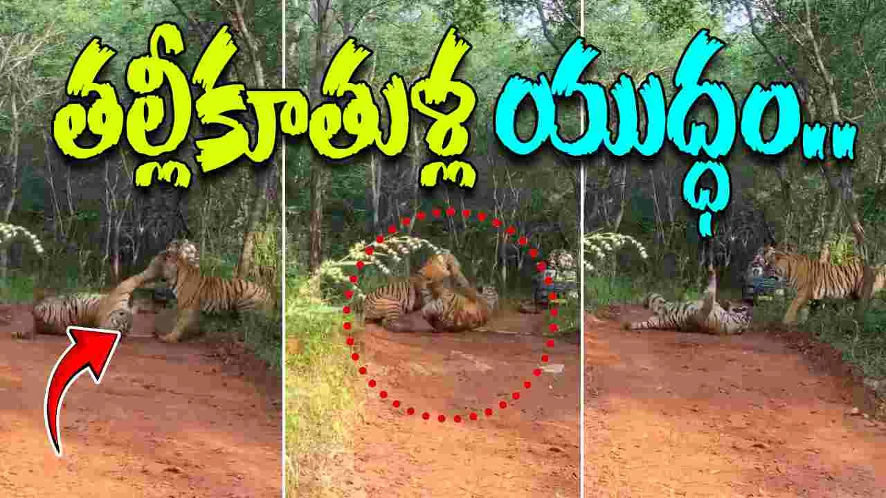 Mother Daughter Tigress Clash: జంతు ప్రపంచంలో భీకరపోరు .. తల్లీకూతుళ్ల యుద్ధం