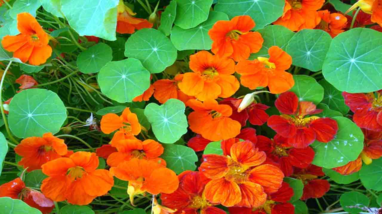 Health Tips: ఈ అందమైన పూల వెనుక దాగి ఉన్న ఆరోగ్య రహస్యాలు ఏంటో తెలుసా.. 