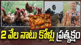 Hanumakonda: రెండు వేల నాటు కోళ్లు ప్రత్యక్షం.. ఆ ఊళ్లో పండుగే పండుగ  