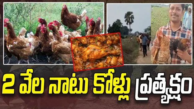 Hanumakonda: రెండు వేల నాటు కోళ్లు ప్రత్యక్షం.. ఆ ఊళ్లో పండుగే పండుగ  