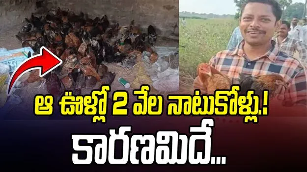 Hanumakonda Hens: ఆ ఊళ్లో 2 వేల నాటుకోళ్లు ప్రత్యక్షం.. కారణమిదే...