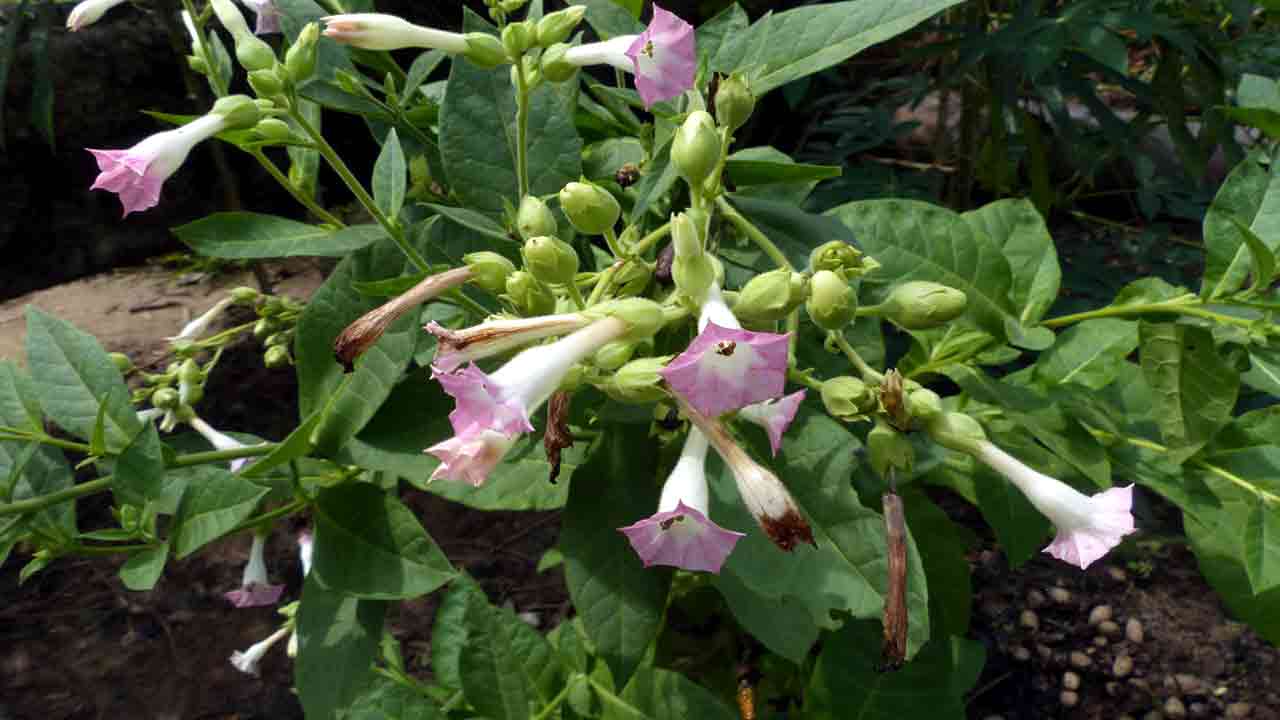 Dangerous Plants: భూమిపై మనుషులను చంపగల అత్యంత ప్రమాదకరమైన 7 మొక్కలివే..