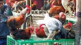 Non Veg Shops Closed ON October 2nd: మాంసం ప్రియులకు షాకింగ్ న్యూస్.. ఆరోజు నాన్‌వెజ్ షాపులు బంద్