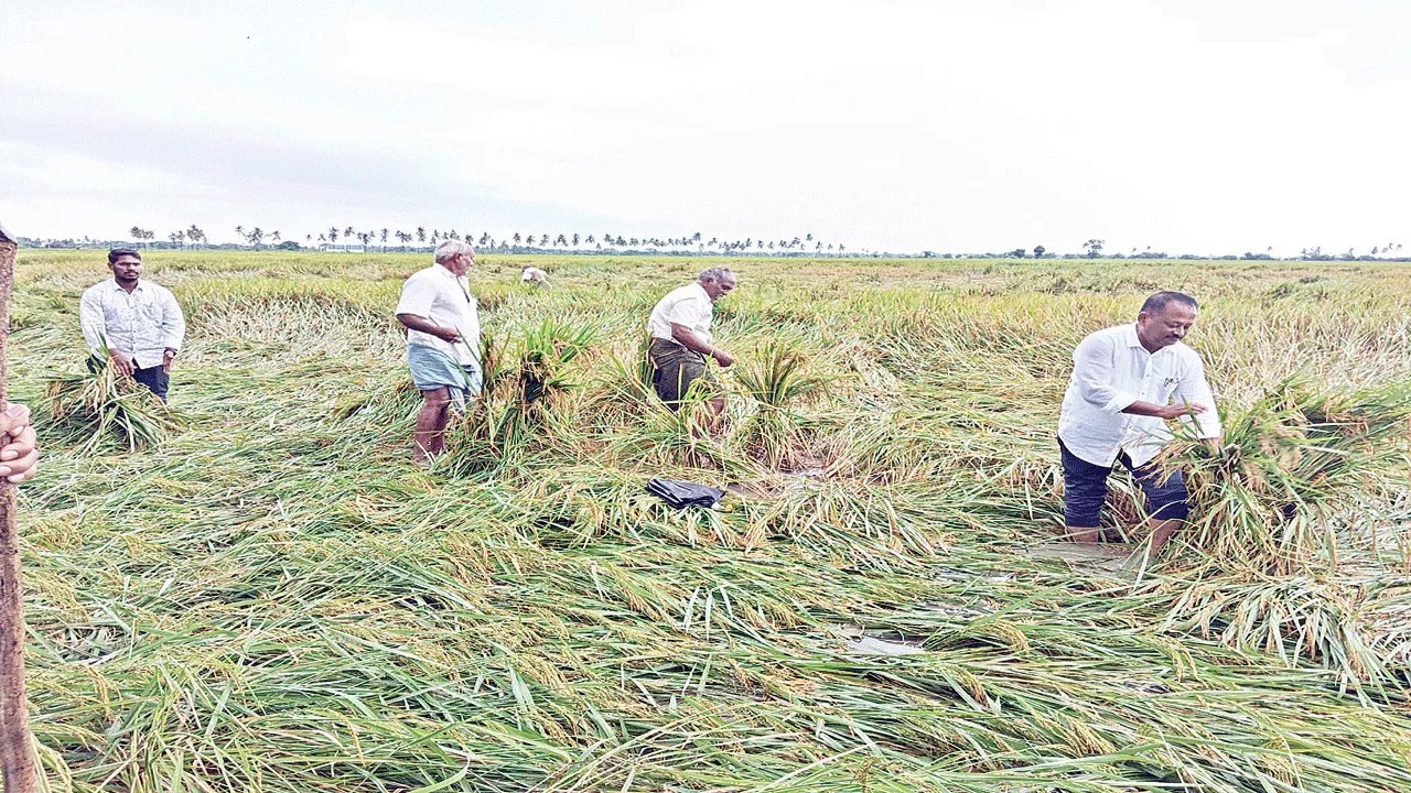 నేడు కేంద్ర బృందం రాక