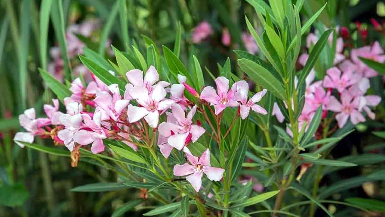 Dangerous Plants: భూమిపై మనుషులను చంపగల అత్యంత ప్రమాదకరమైన 7 మొక్కలివే..