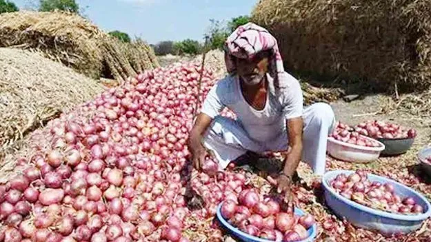 AP Onion Farmers: ఉల్లి సాగు విస్తీర్ణం పెరిగినా.. దిగుబడులు తగ్గి రైతుల కష్టాలు