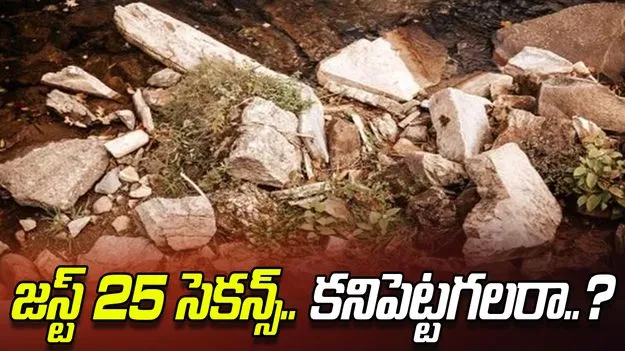 Optical Illusion Test: మీది డేగ చూపు అయితే.. ఈ రాళ్ల మధ్యనున్న స్పైడర్‌ను 25 సెకెన్లలో కనిపెట్టండి..