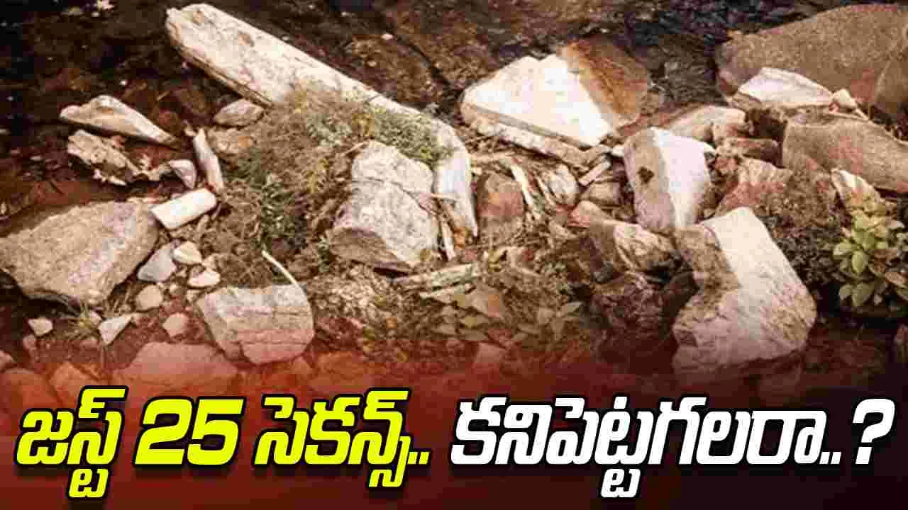 Optical Illusion Test: మీది డేగ చూపు అయితే.. ఈ రాళ్ల మధ్యనున్న స్పైడర్‌ను 25 సెకెన్లలో కనిపెట్టండి..