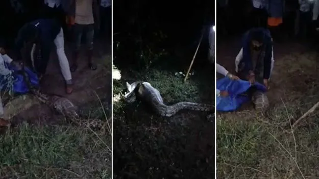 12 Foot Rock Python: గ్రామంలో కలకలం సృష్టించిన భారీ కొండ చిలువ.. భయం గుప్పిట్లో జనం.. 