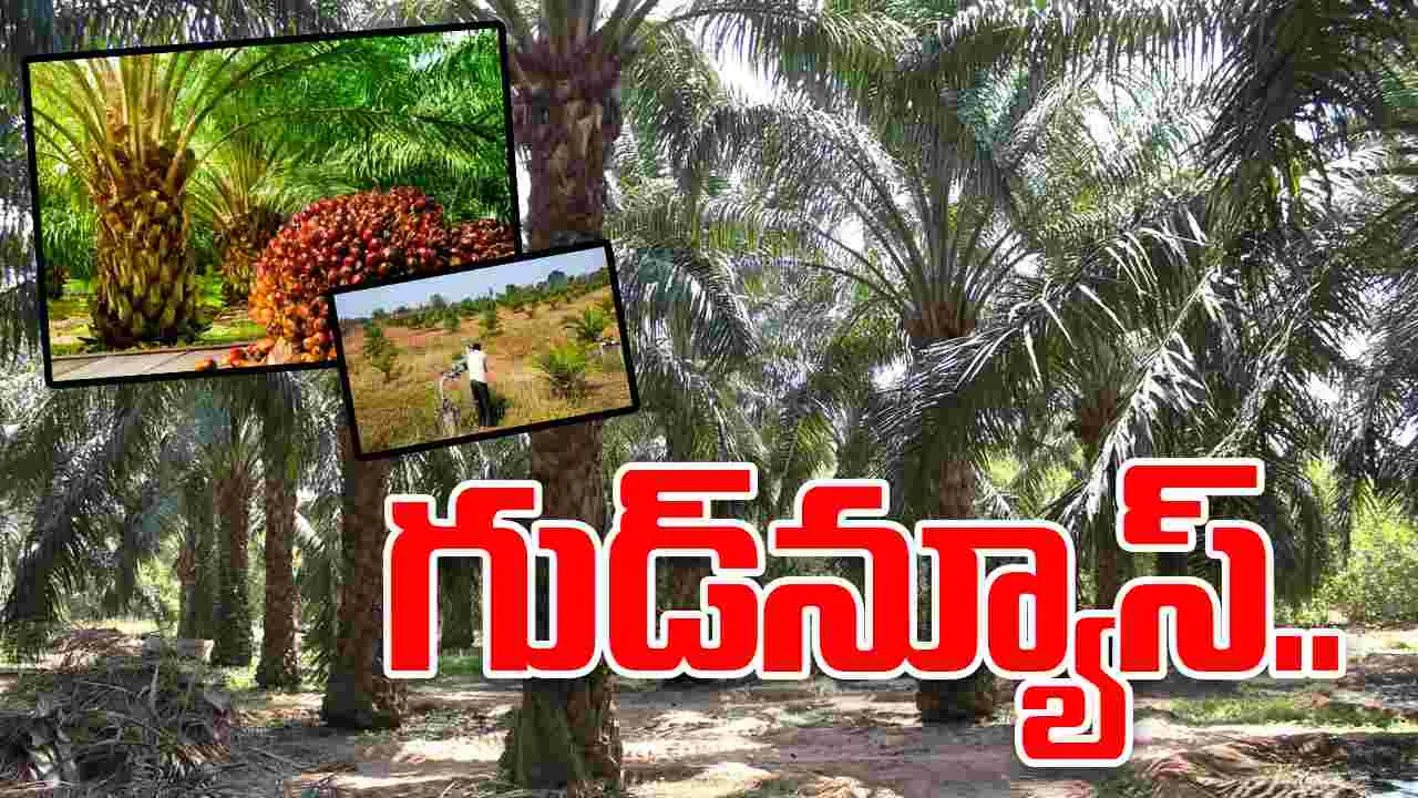 Palm Oil Farmers: ఆనందంలో పామాయిల్ రైతులు.. కారణమిదే