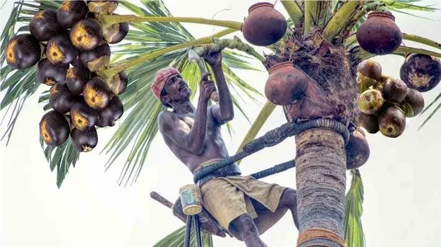 Palm Toddy: తాటి కల్లు తాగడం.. లాభమా? నష్టమా?