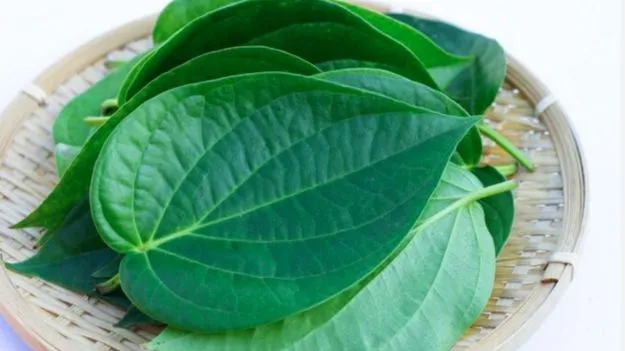 Pan Leaf Benefits: ఈ 7 మందికి తమలపాకులు ఒక వరం.. 