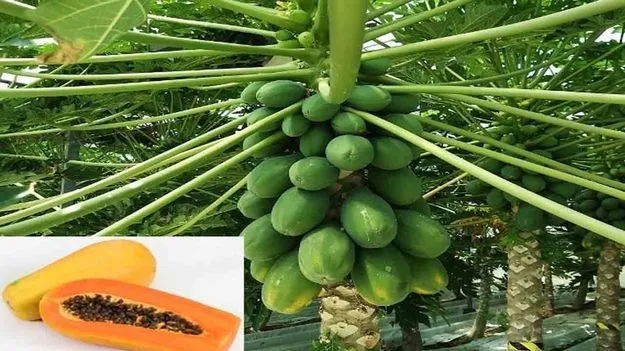 Papaya Farming: పసుపు సాగులో కొత్త పద్ధతులు... అంతర పంటగా బొప్పాయి