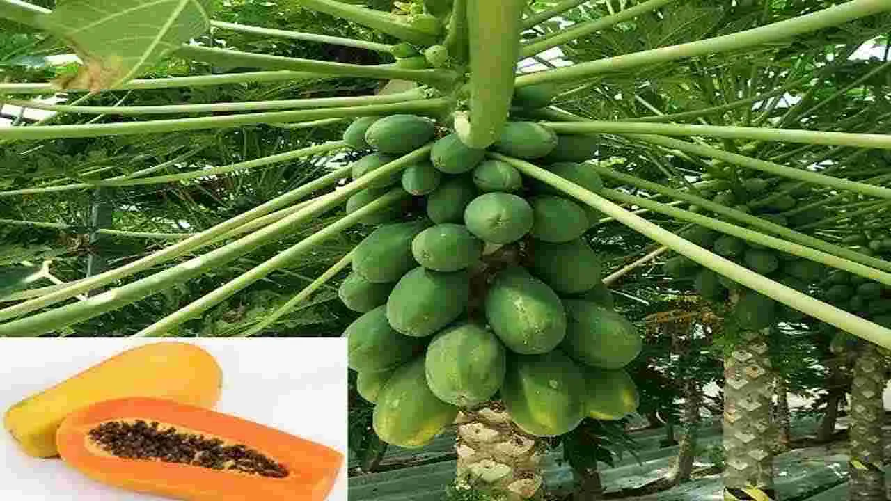 Papaya Farming: పసుపు సాగులో కొత్త పద్ధతులు... అంతర పంటగా బొప్పాయి